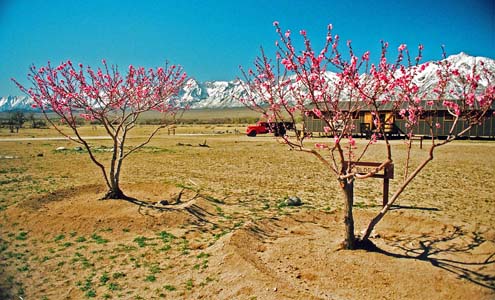 manzanar