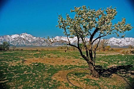 manzanar