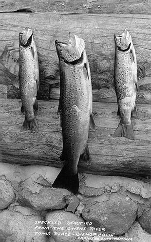 owens river trout