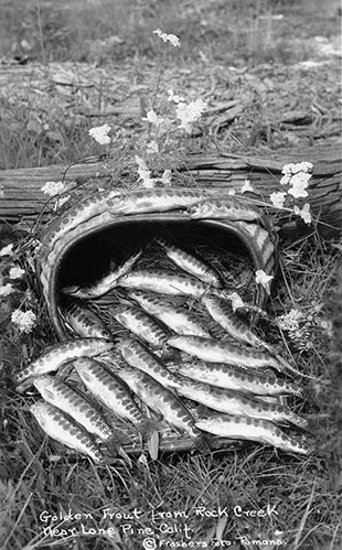 rock creek trout