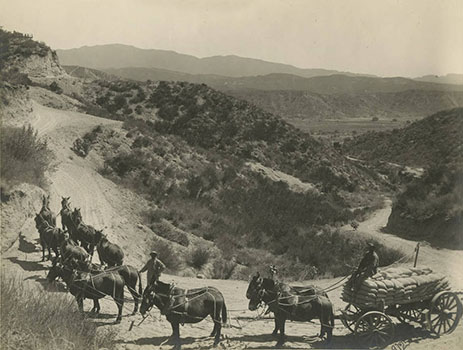 mule hauling cement