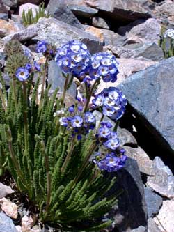 polemonium californicum