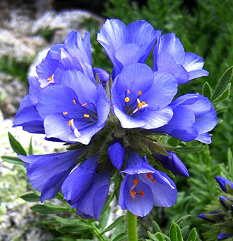 polemonium