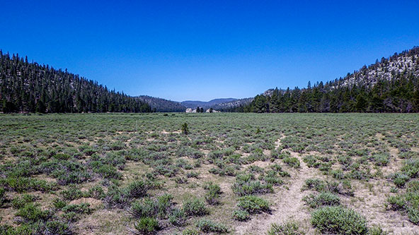 tunnel meadow