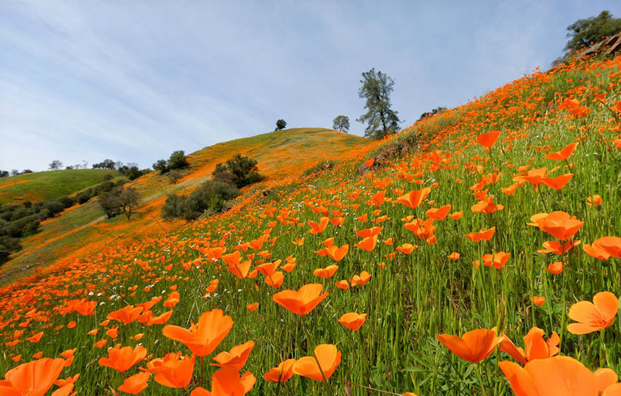 amador county