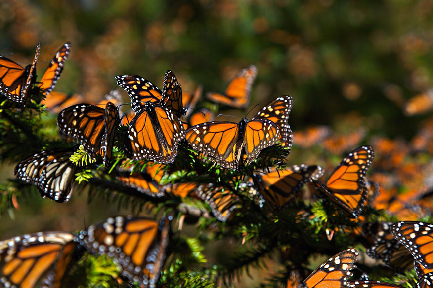 mariposa