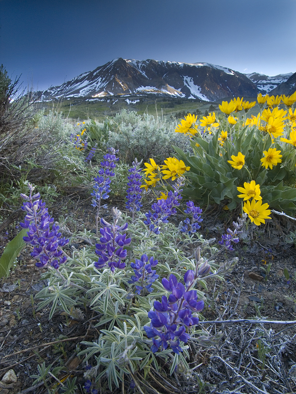 wildflowers