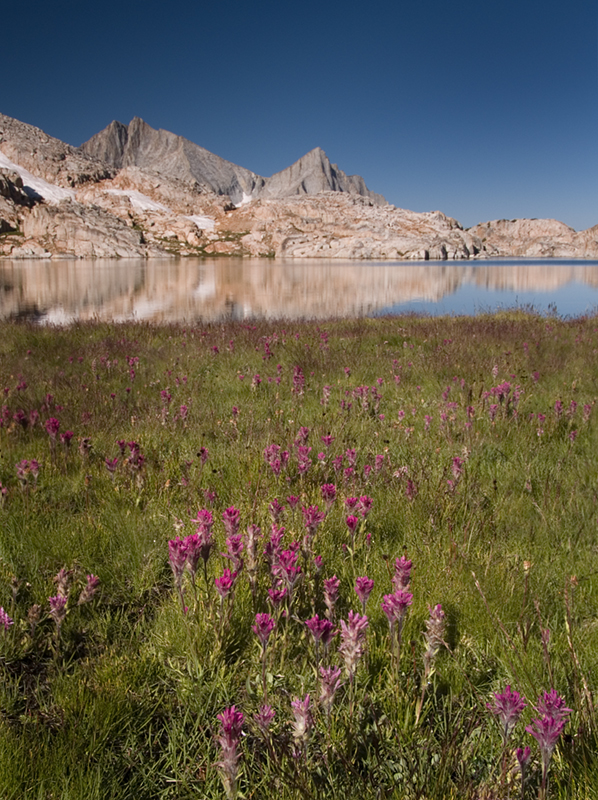 high sierra paintbrush