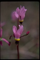 Flower 4