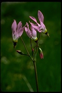 Flower 5